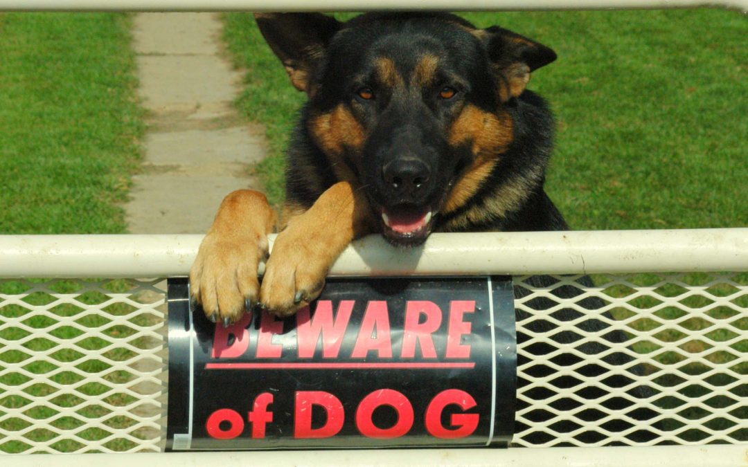 Las Vegas Dog Bites Liability Reporting Rules and Legal Rights