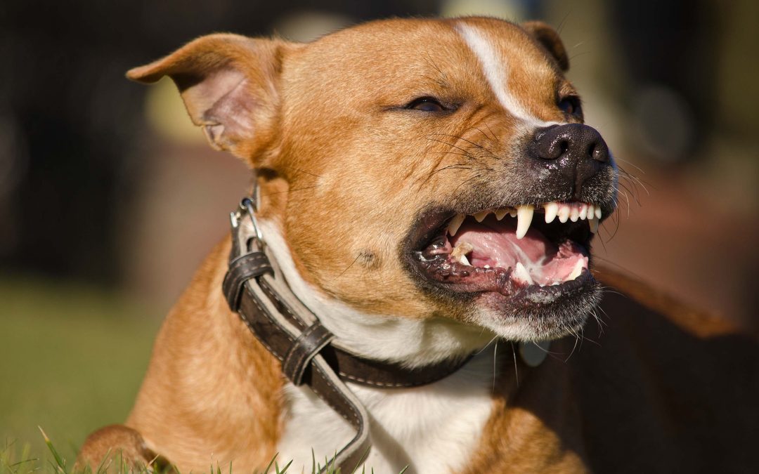 Reno Dog Bite Lawyer Luchador Law Fighting for Victims of Dog Attacks